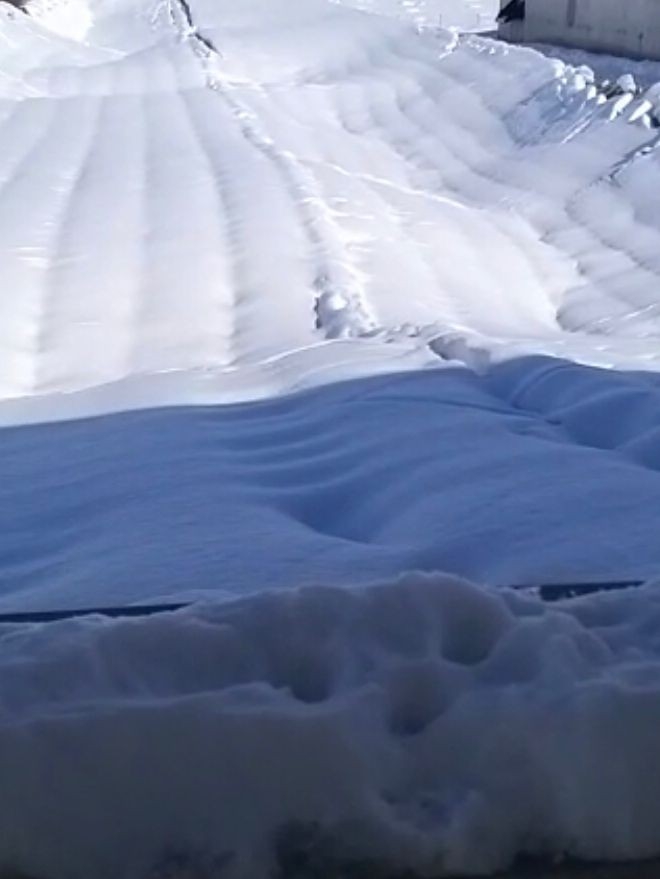 Çiftliğin Çatısı Kar Nedeniyle Çöktü, Binlerce Tavuk Telef Oldu