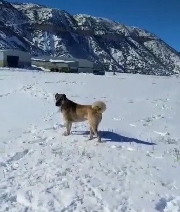 Donan Tilkiyi Çoban Köpeği Buldu