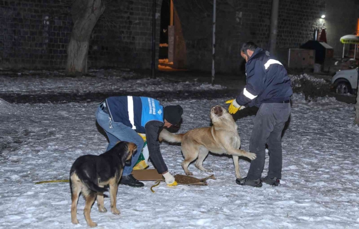 Diyarbakır’da ’can Dostlara’ 1 Ton 700 Kilogram Mama Bırakıldı