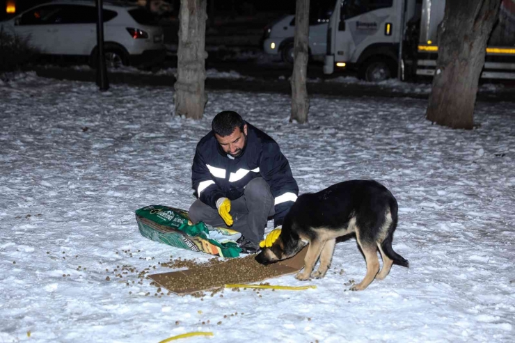 Diyarbakır’da ’can Dostlara’ 1 Ton 700 Kilogram Mama Bırakıldı