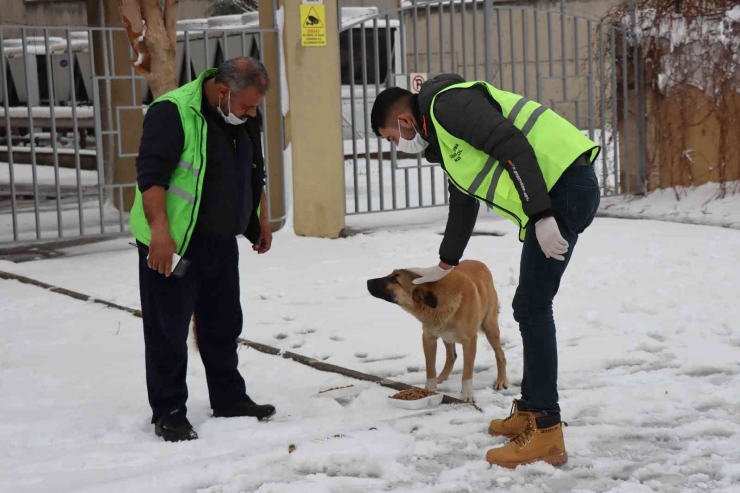 Şanlıurfa’da Sokak Hayvanları Unutulmadı