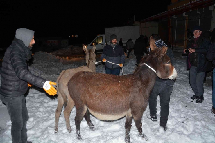 Siverek’te Donma Tehlikesi Geçiren Eşekler Toplandı