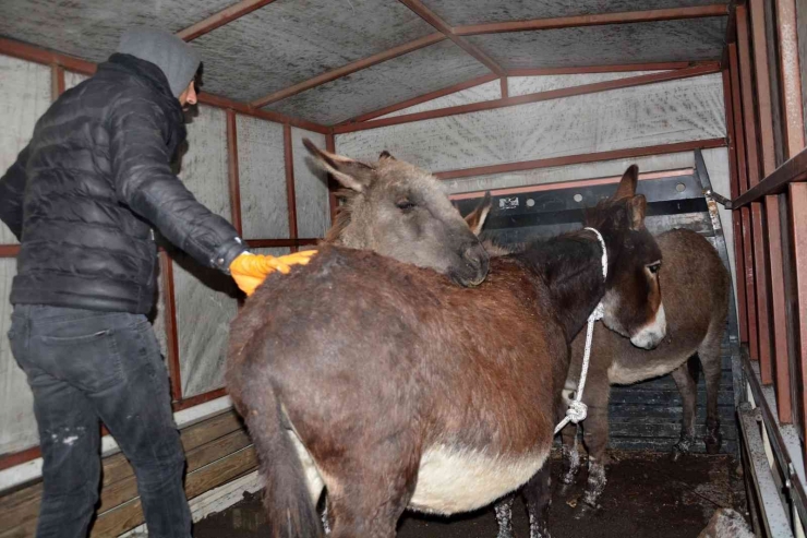 Siverek’te Donma Tehlikesi Geçiren Eşekler Toplandı