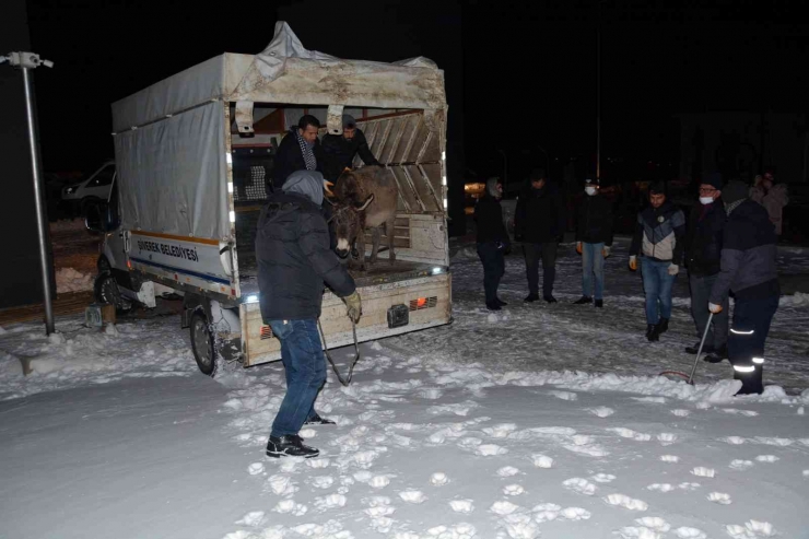 Siverek’te Donma Tehlikesi Geçiren Eşekler Toplandı