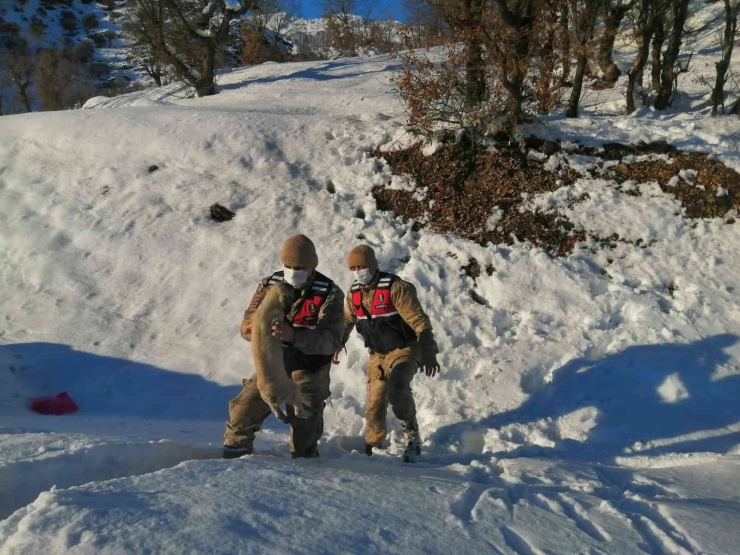 Jandarma Donmak Üzere Olan Köpeği Kurtardı