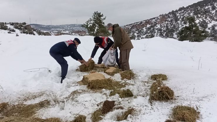 Karlı Yolları Yaban Hayvanları İçin Aştılar