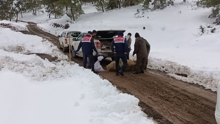 Karlı Yolları Yaban Hayvanları İçin Aştılar