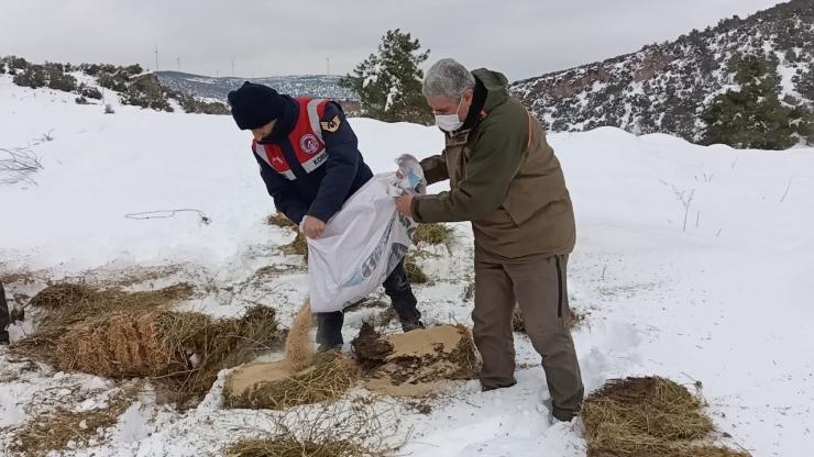 Karlı Yolları Yaban Hayvanları İçin Aştılar