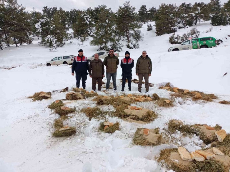 Karlı Yolları Yaban Hayvanları İçin Aştılar