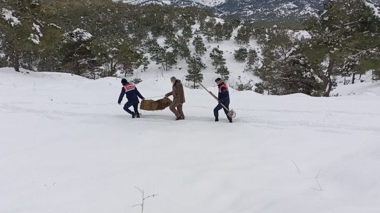 Karlı Yolları Yaban Hayvanları İçin Aştılar