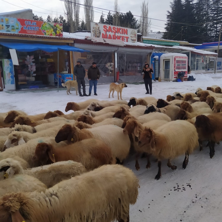 Yoğun Kar Yayladaki Sürüleri Yerinden Etti