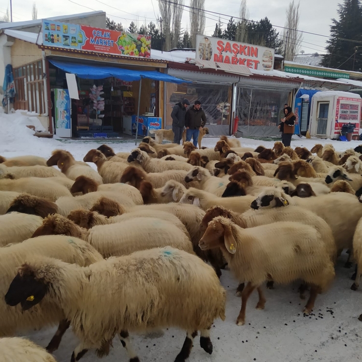 Yoğun Kar Yayladaki Sürüleri Yerinden Etti