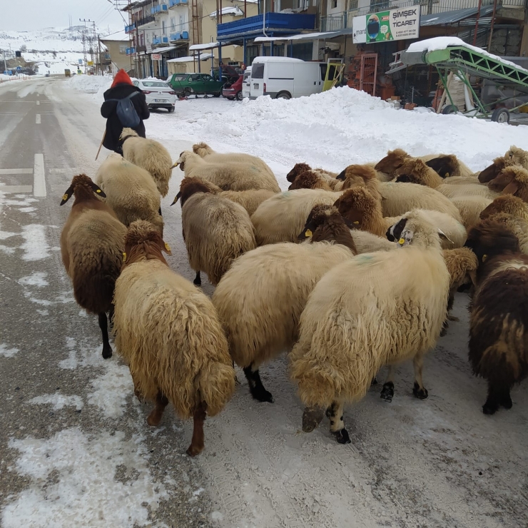 Yoğun Kar Yayladaki Sürüleri Yerinden Etti