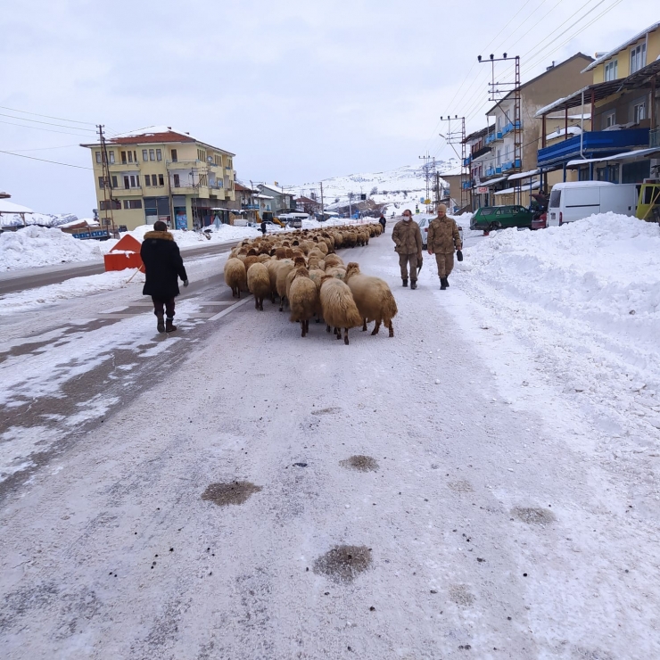 Yoğun Kar Yayladaki Sürüleri Yerinden Etti