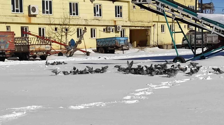 Adıyaman’da Aç Kalan Kuşlar Unutulmadı