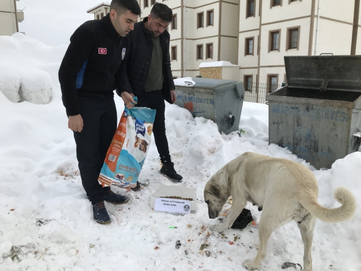 Arapgir Belediyesi, Sokak Hayvanlarını Unutmadı