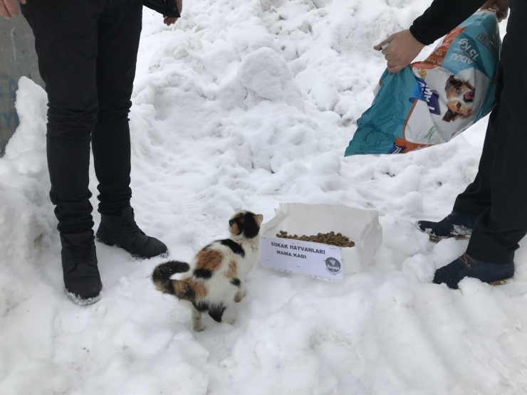 Arapgir Belediyesi, Sokak Hayvanlarını Unutmadı