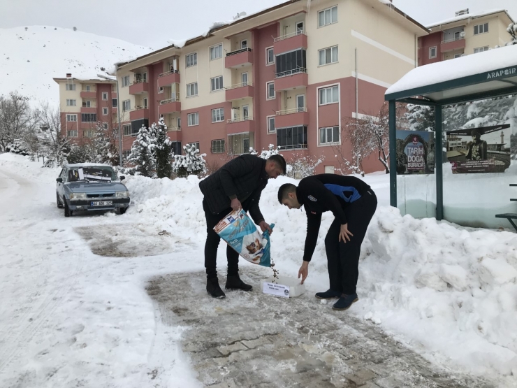 Arapgir Belediyesi, Sokak Hayvanlarını Unutmadı