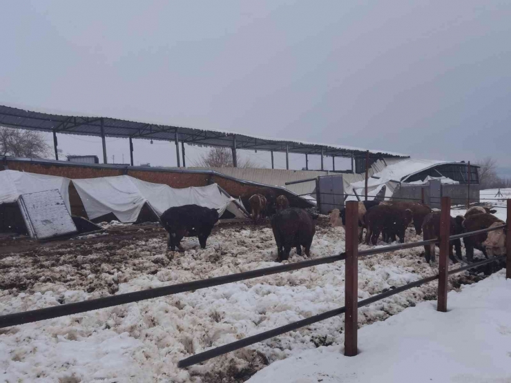 Çiftlik Çöktü, 22 Büyükbaş Hayvan Telef Oldu