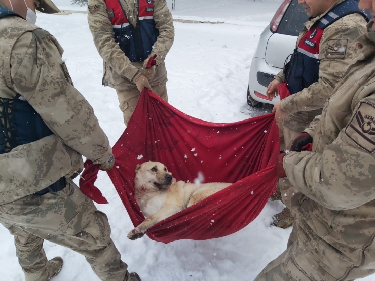 Karda Yaralı Halde Bulunan Köpek’e Jandarma Şefkati