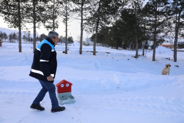 Karlı Ve Soğuk Havada Battalgazi’deki Can Dostlar Unutulmadı