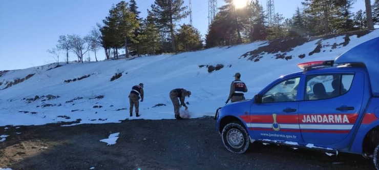 Arguvan’da Jandarma Sokak Hayvanlarını Unutmadı