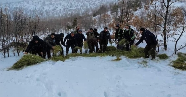 Doğanşehir’de Doğada Yaşayan Hayvanlar Unutulmadı