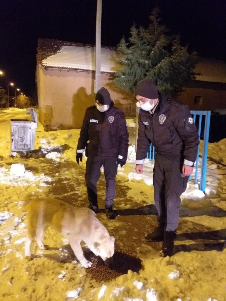 Sokak Hayvanlarına Güvenlik Güçlerinden Şefkat