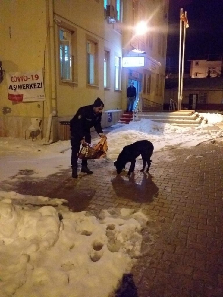 Sokak Hayvanlarına Güvenlik Güçlerinden Şefkat