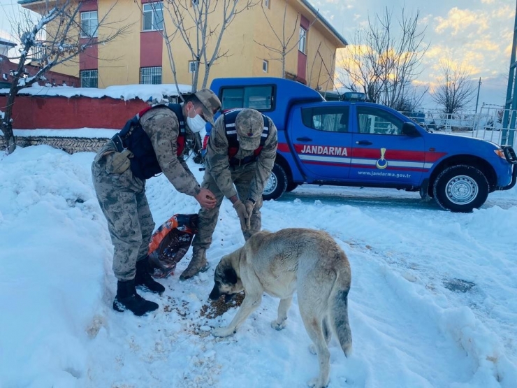 Sokak Hayvanlarına Güvenlik Güçlerinden Şefkat