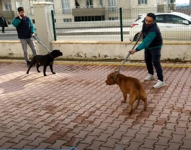 Asiye’ye Saldıran Köpekler İddianamede Silah Sayıldı