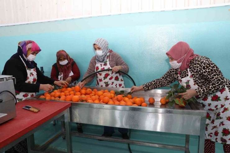 Oğuzelili Kadınlar Kurutulmuş Meyve İhracatı Hazırlığında