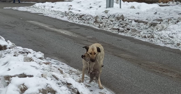 Yaramaz Yavru Köpeğe Anne Şefkati