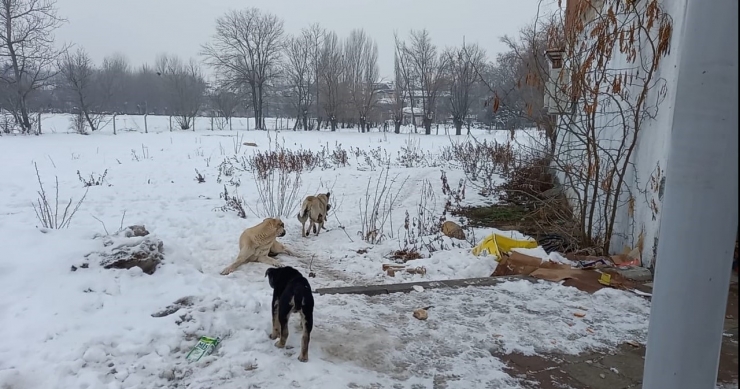 Yaramaz Yavru Köpeğe Anne Şefkati