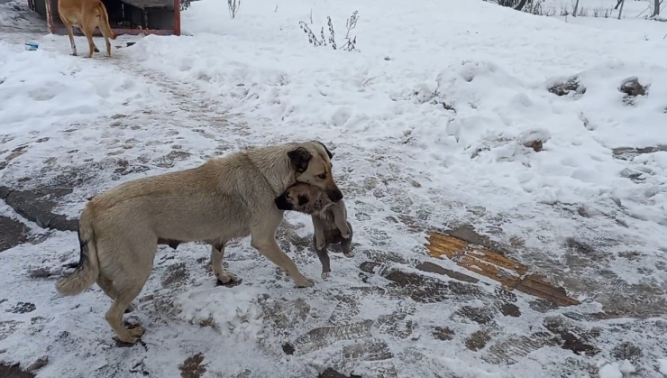 Yaramaz Yavru Köpeğe Anne Şefkati