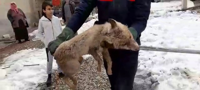 Yiyecek İçin Şehre İnen Tilki Mahsur Kaldı