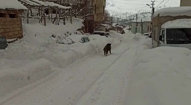 Aç Kalan Yaban Domuzları İlçe Merkezine İndi