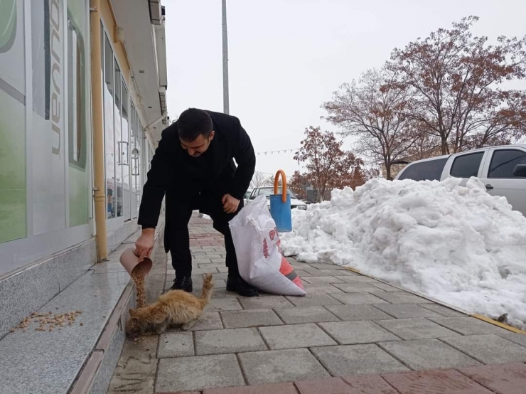 Arguvan’da Sokak Hayvanları Unutulmadı
