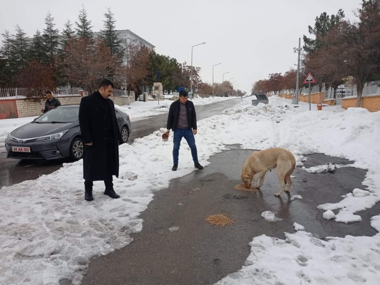 Arguvan’da Sokak Hayvanları Unutulmadı