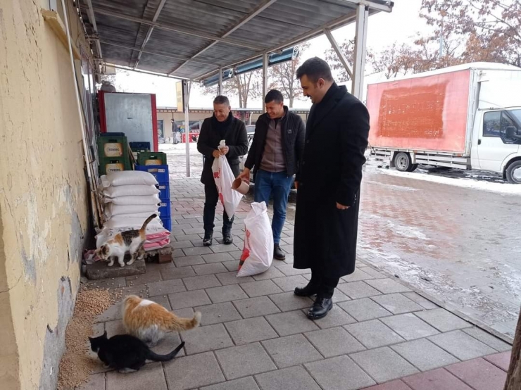 Arguvan’da Sokak Hayvanları Unutulmadı