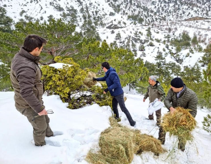 Gölbaşı’daki Yaban Hayvanlarına Yem Bırakıldı