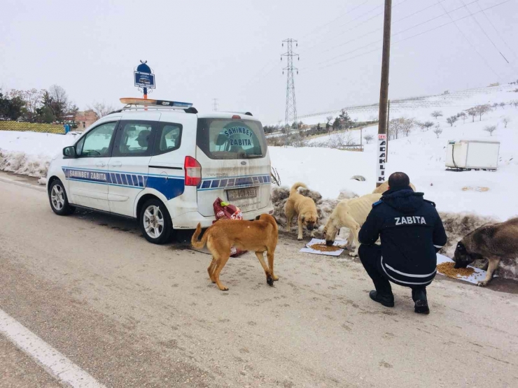 Şahinbey Belediyesi Sokak Hayvanlarını Unutmadı