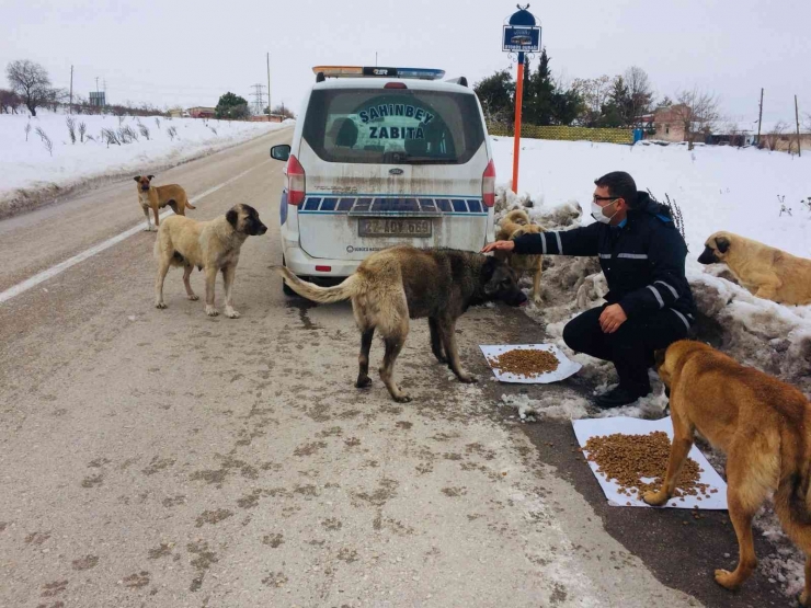 Şahinbey Belediyesi Sokak Hayvanlarını Unutmadı