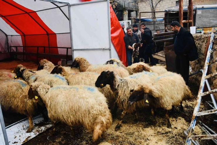 Çolak Ailesine Koyun Desteği