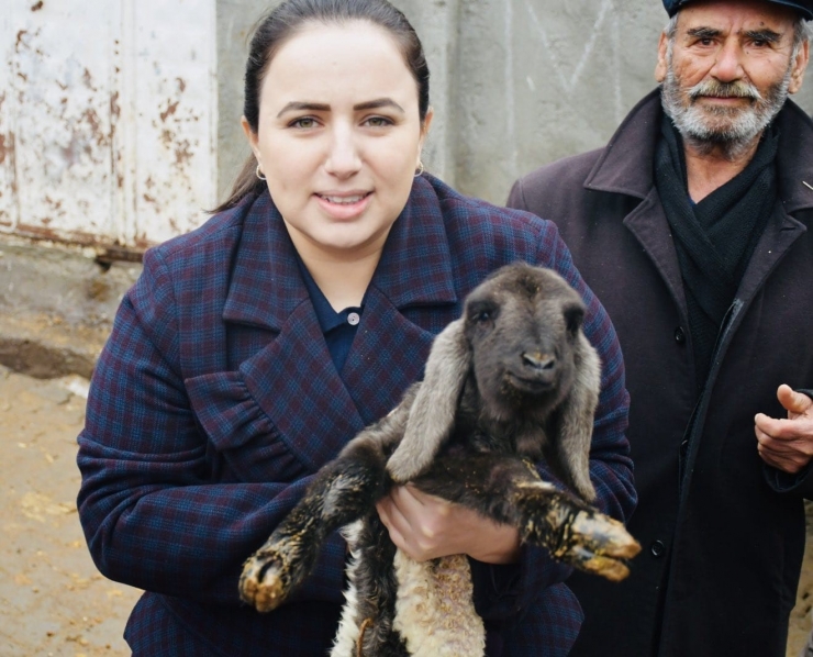 Çolak Ailesine Koyun Desteği