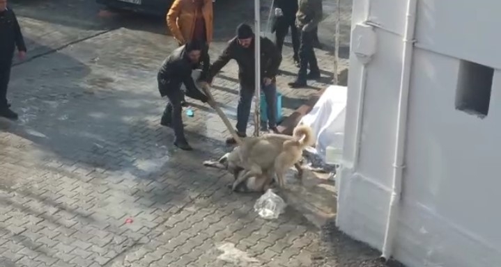 Kavgada Gözü Dönen Köpeklere Tekmeli Müdahale