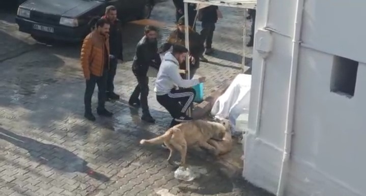 Kavgada Gözü Dönen Köpeklere Tekmeli Müdahale