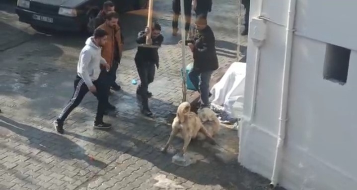 Kavgada Gözü Dönen Köpeklere Tekmeli Müdahale