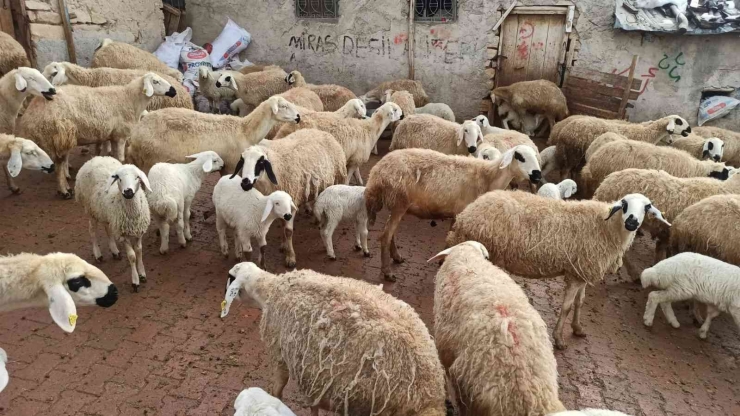 Baharın Müjdecisi Kuzu Doğumları Başladı