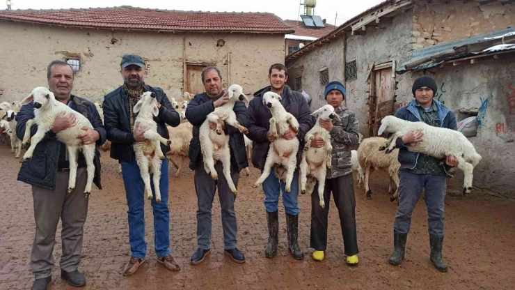 Baharın Müjdecisi Kuzu Doğumları Başladı